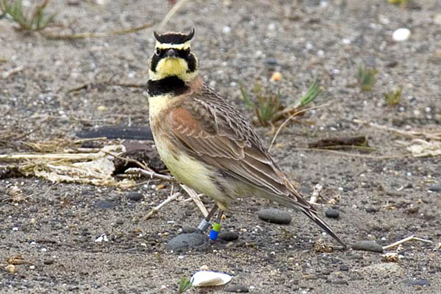 Streaked Horned Lark