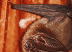 Townsend's Big-eared Bat