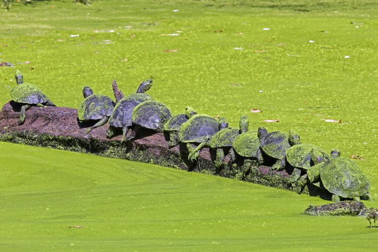 Western Pond Turtles
