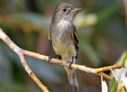 Willow Flycatcher