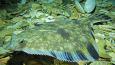 starry-flounder_credit-Taylor_Frierson_460.jpg