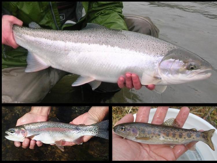 Summer Steelhead / Columbia Basin Redband Trout, Mid Columbia SMU – Oregon  Conservation Strategy