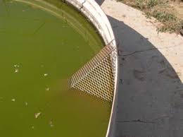 Water tank escape ramps help birds, bats, and other small wildlife to climb out and avoid drowning. 