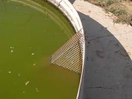 Water tank escape ramps help birds, bats, and other small wildlife to climb out and avoid drowning.